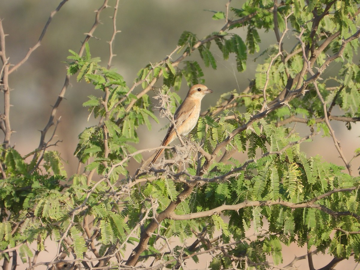 アカオモズ - ML647171958