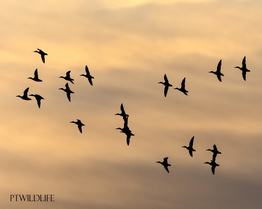 Cuchara Común - ML647171963