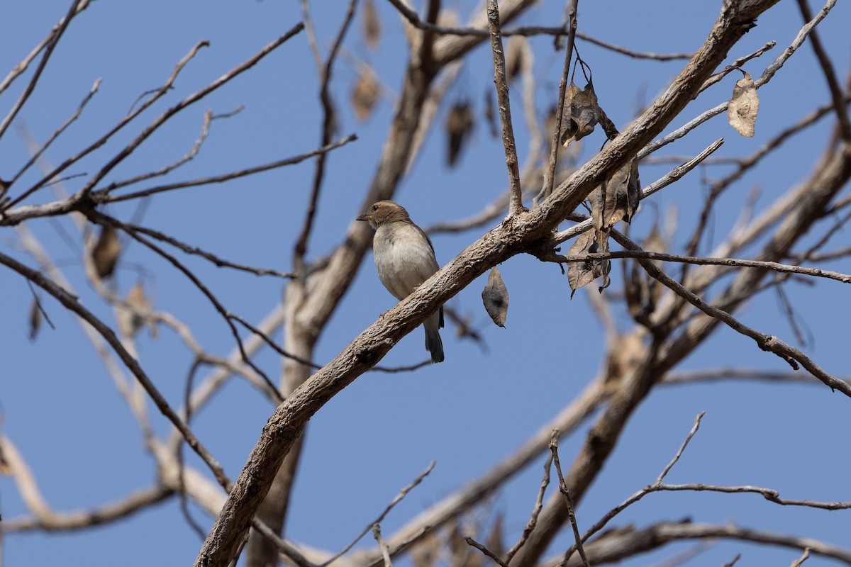 Sahel Bush Sparrow - ML647171964