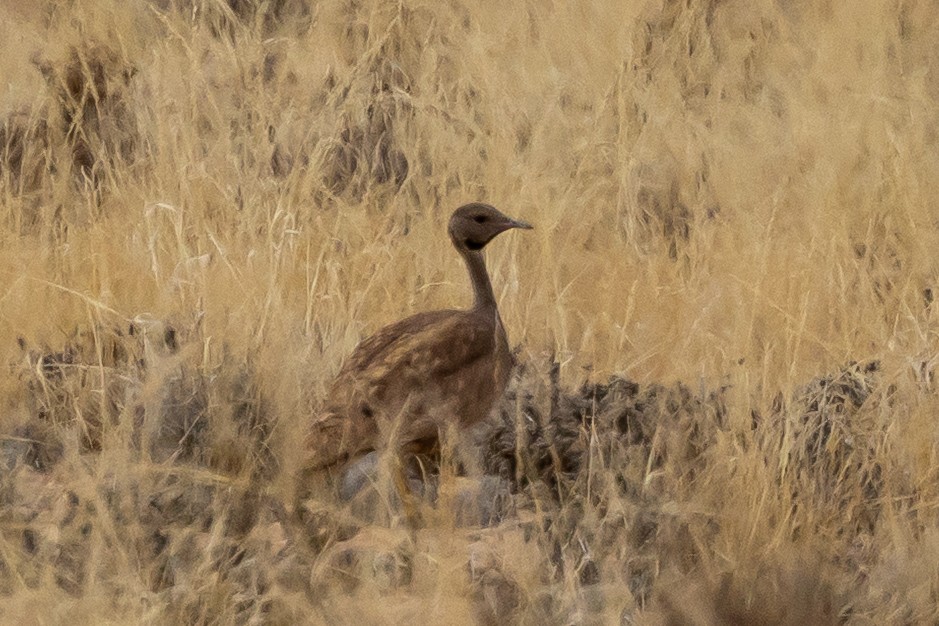 Karoo Bustard - ML647171966