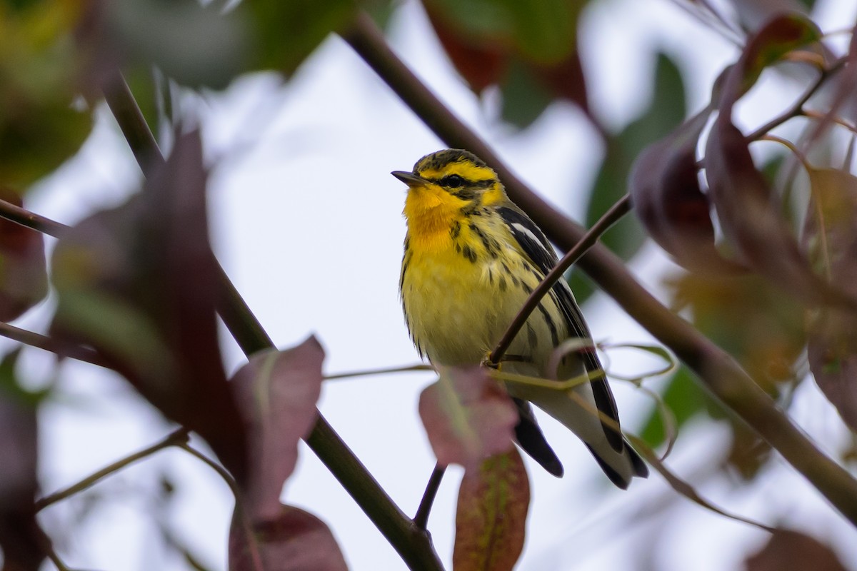 Blackburnian Warbler - ML647171967