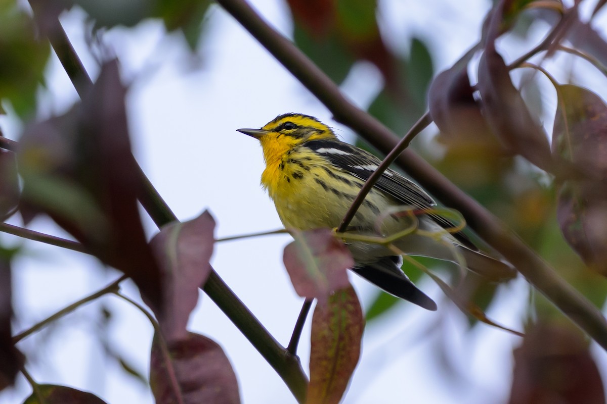 Blackburnian Warbler - ML647171968
