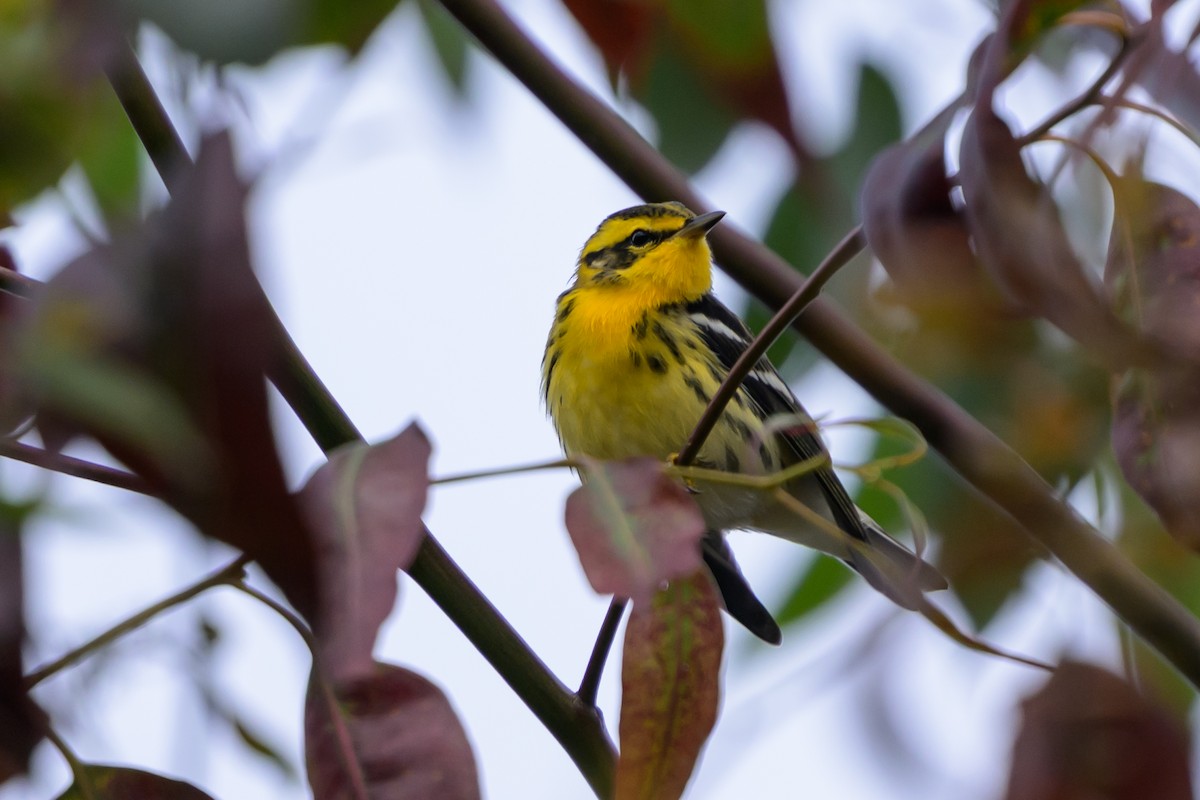 Blackburnian Warbler - ML647171969