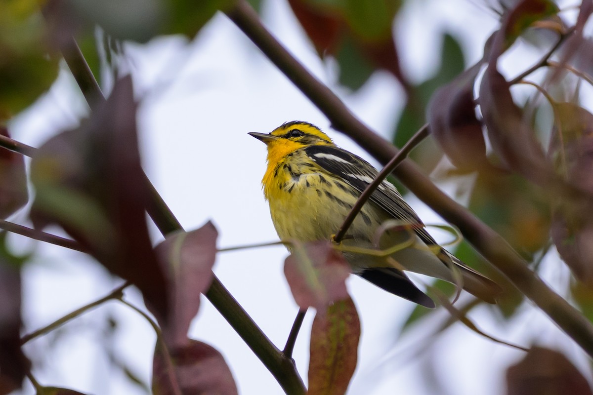 Blackburnian Warbler - ML647171970