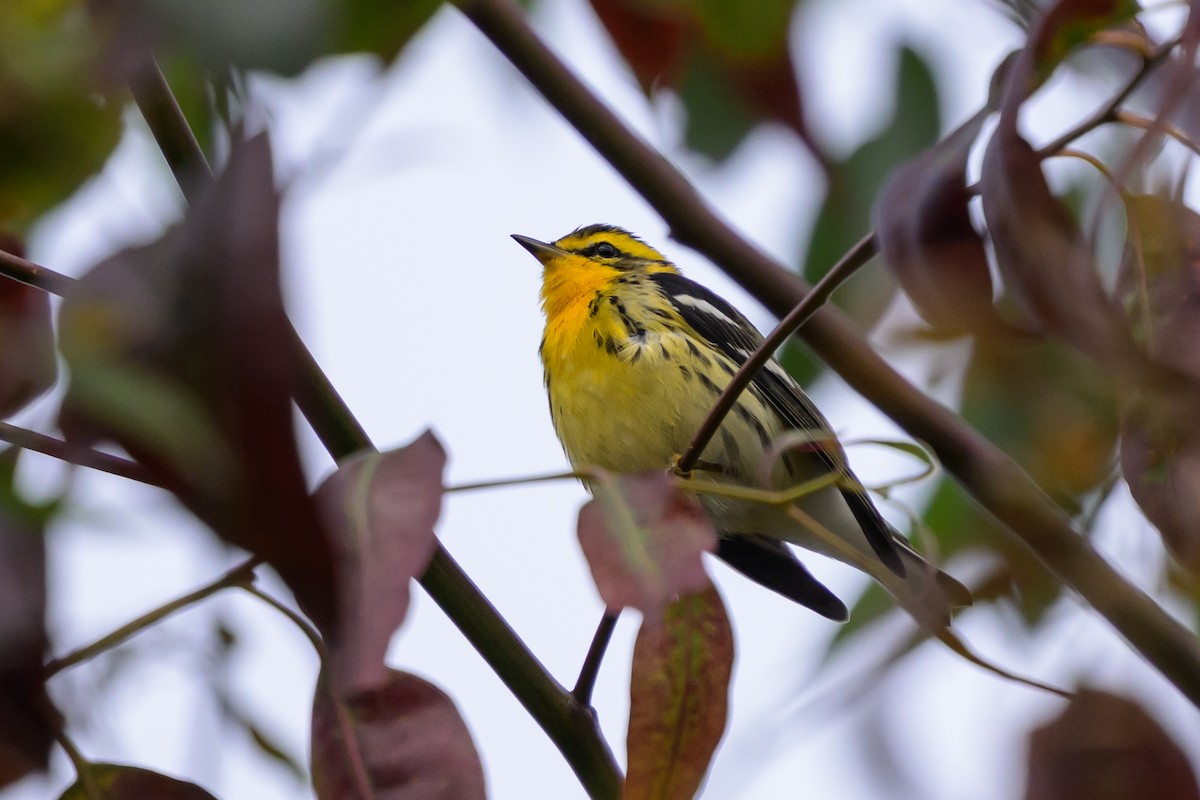 Blackburnian Warbler - ML647171971