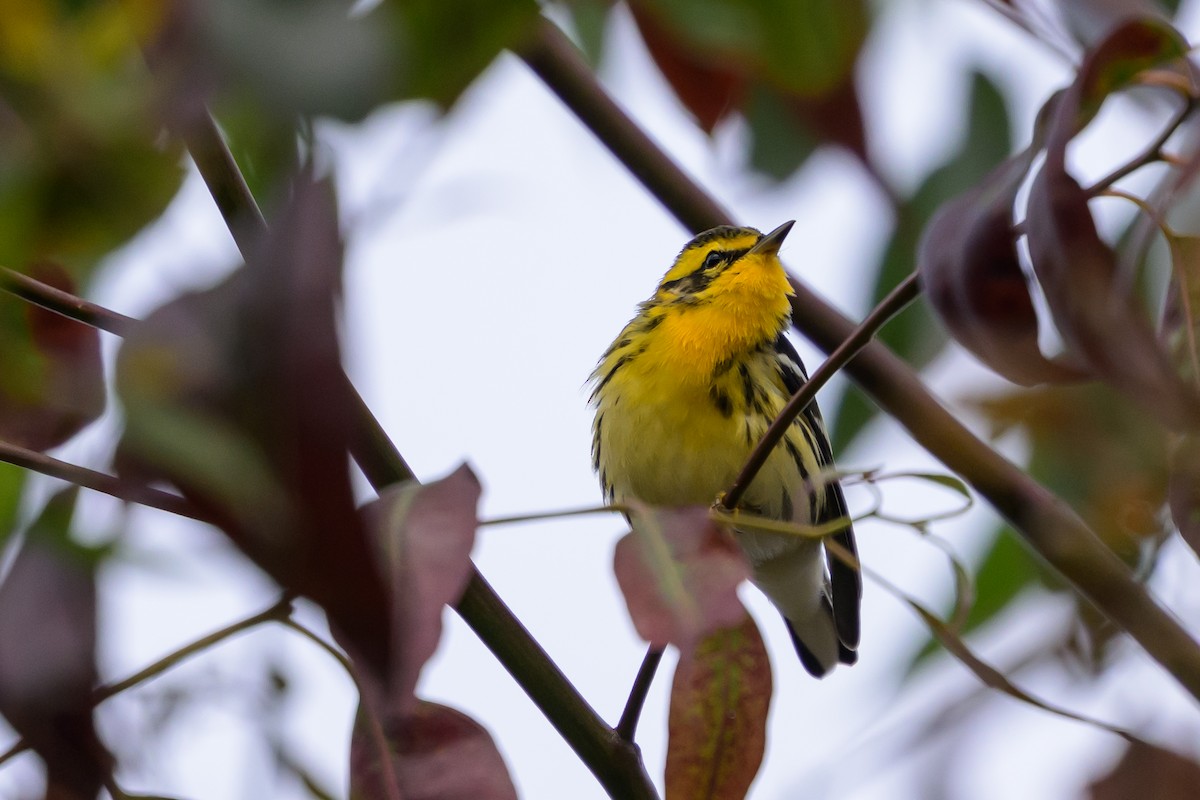 Blackburnian Warbler - ML647171972