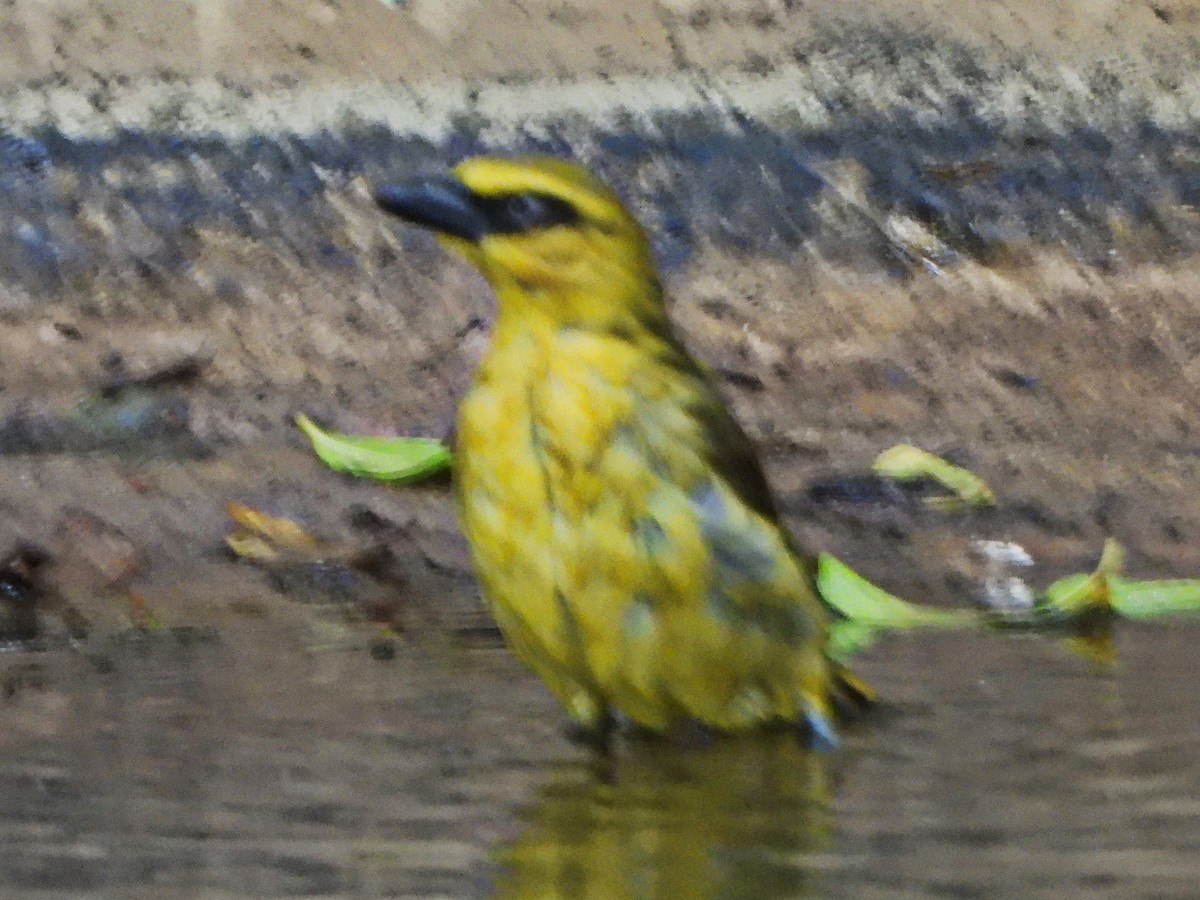 Olive-naped Weaver - ML647171975
