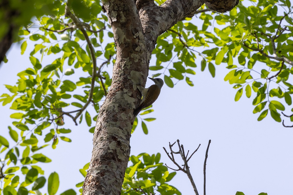 African Gray Woodpecker - ML647171983