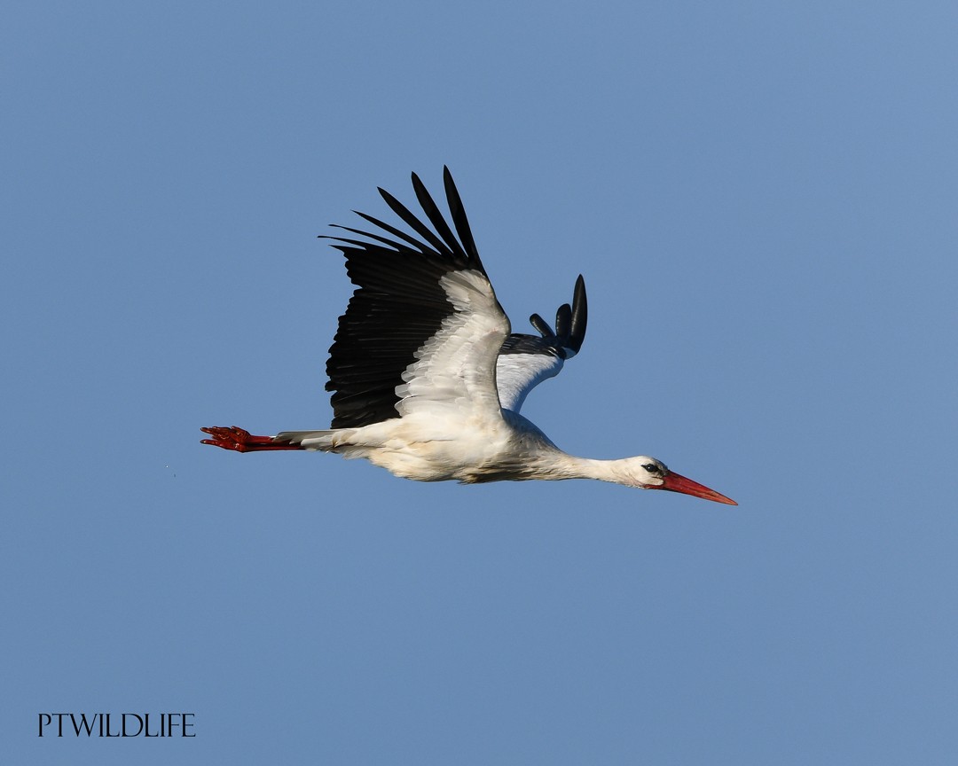 White Stork - ML647171984