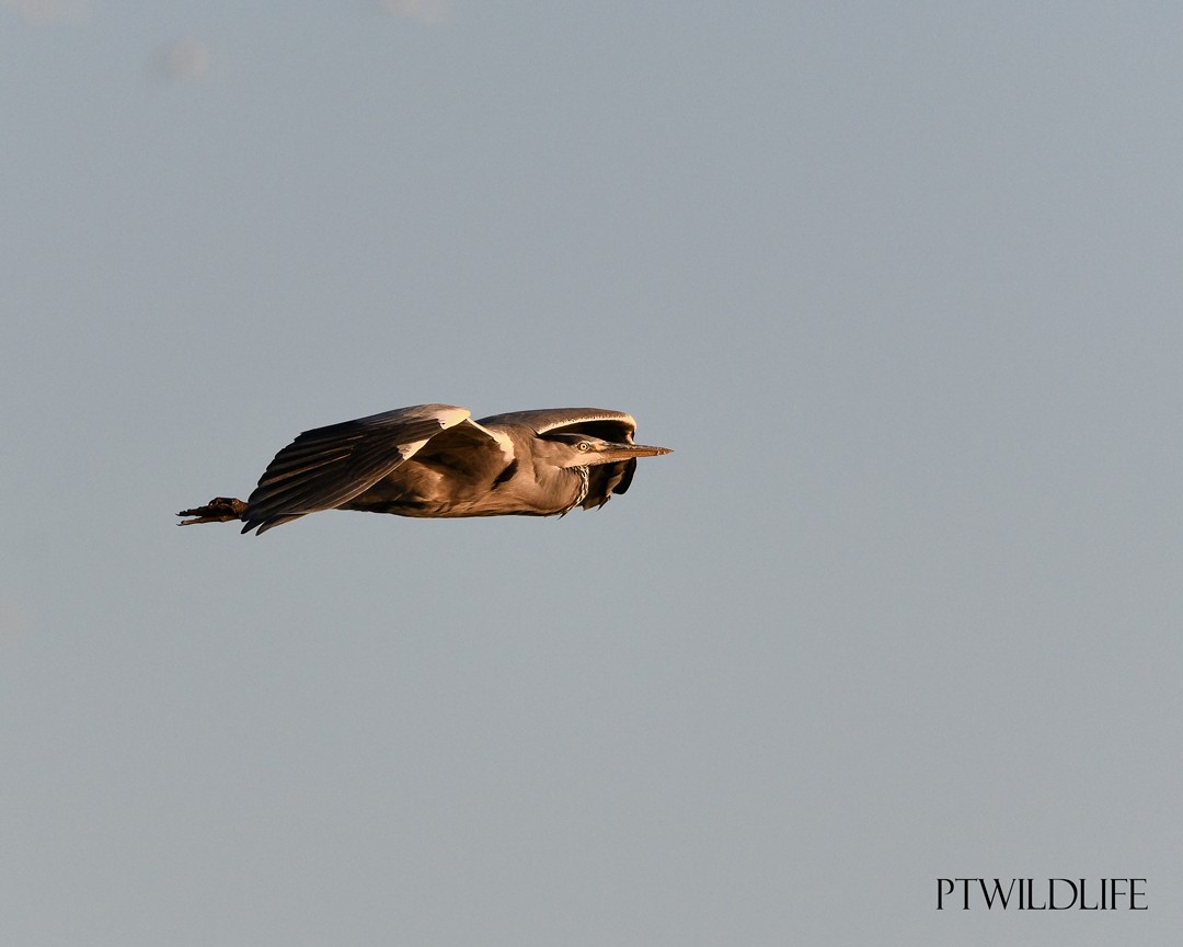 Gray Heron - ML647171987