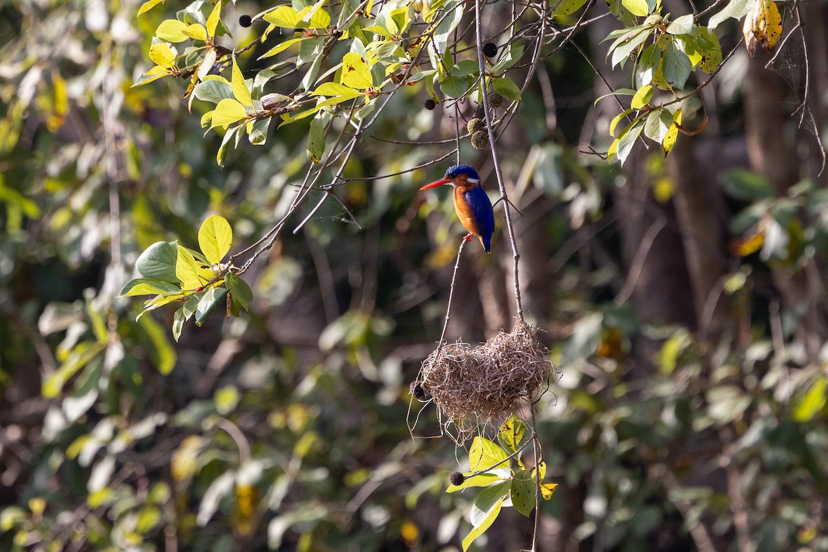 Malachite Kingfisher - ML647171997