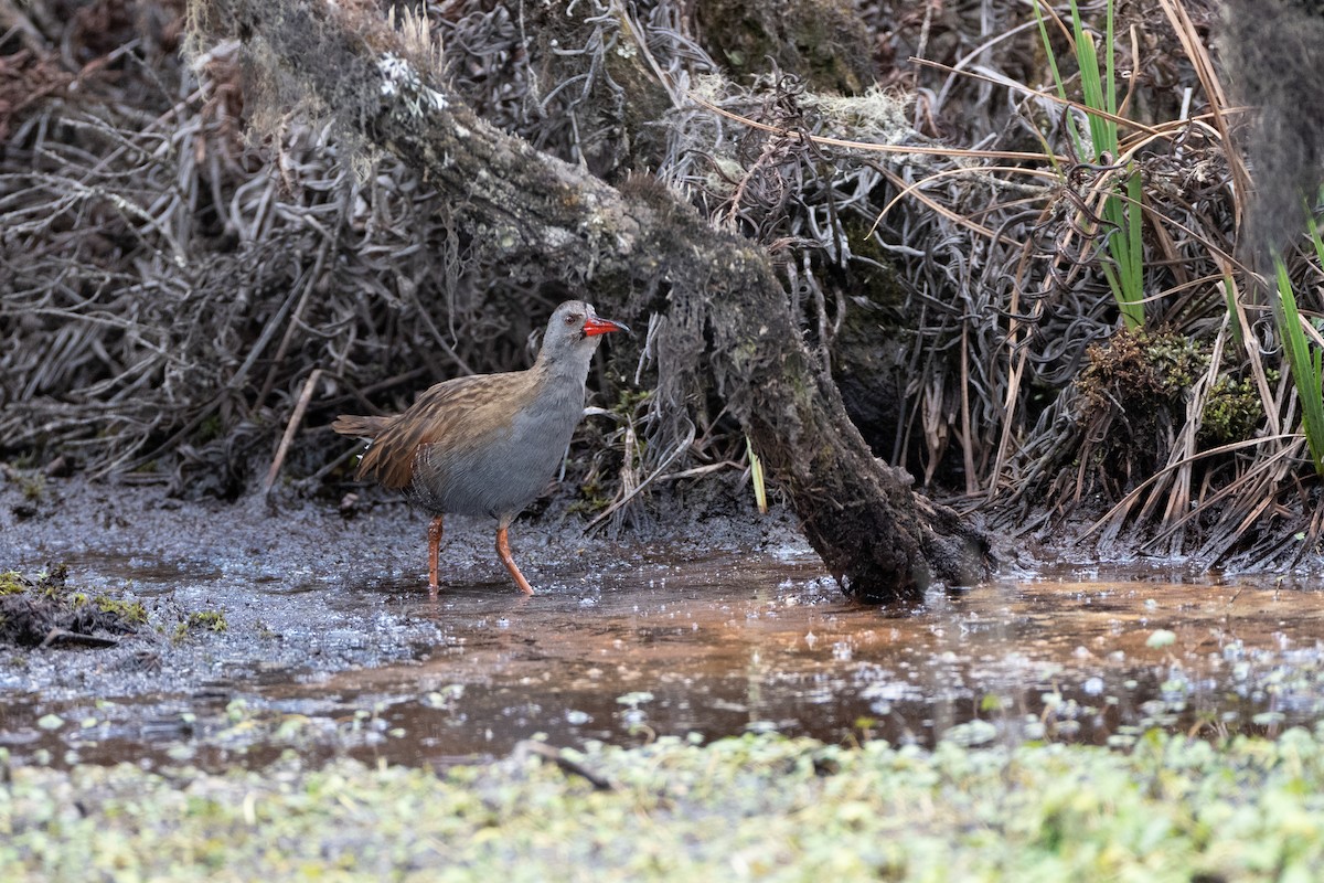 Bogota Rail - ML647172019