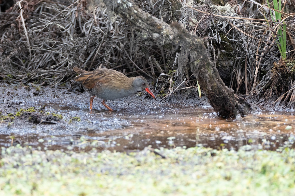 Bogota Rail - ML647172020