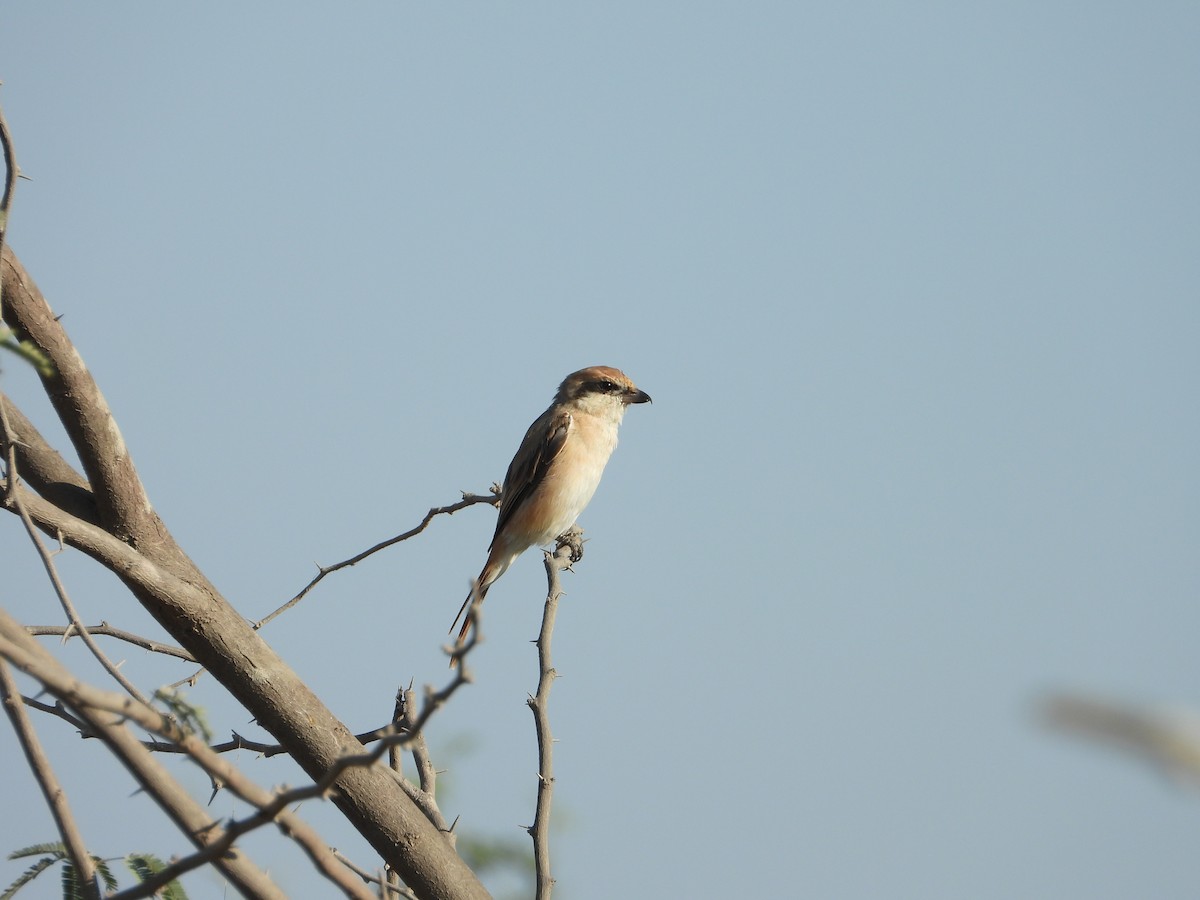 アカオモズ - ML647172052