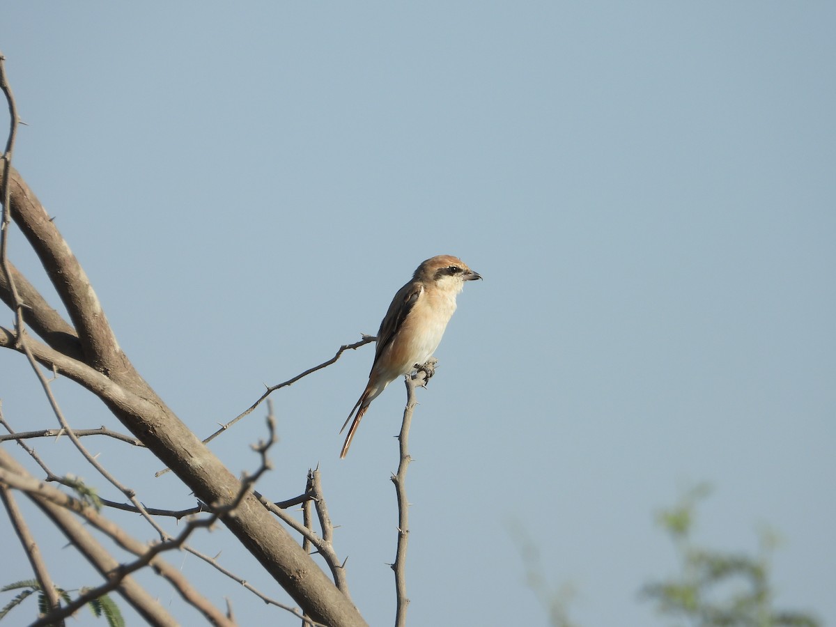 アカオモズ - ML647172055