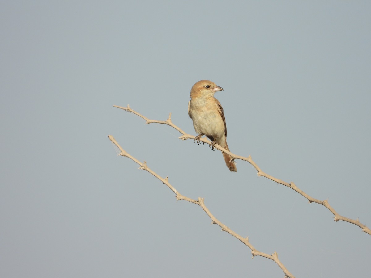 アカオモズ - ML647172056