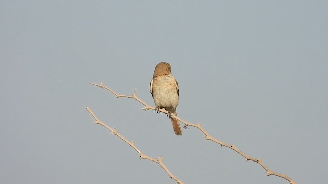 アカオモズ - ML647172058