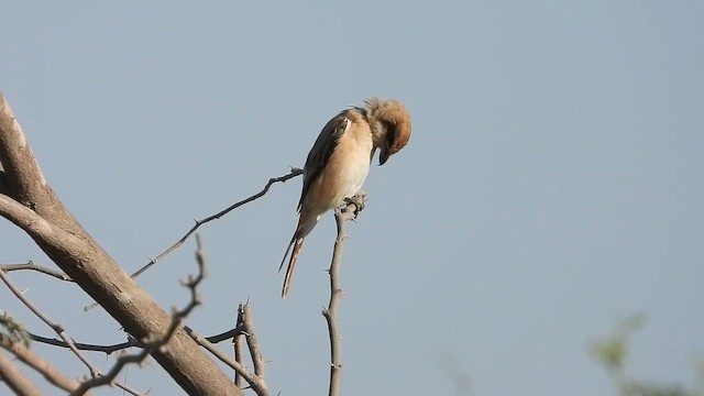 アカオモズ - ML647172059