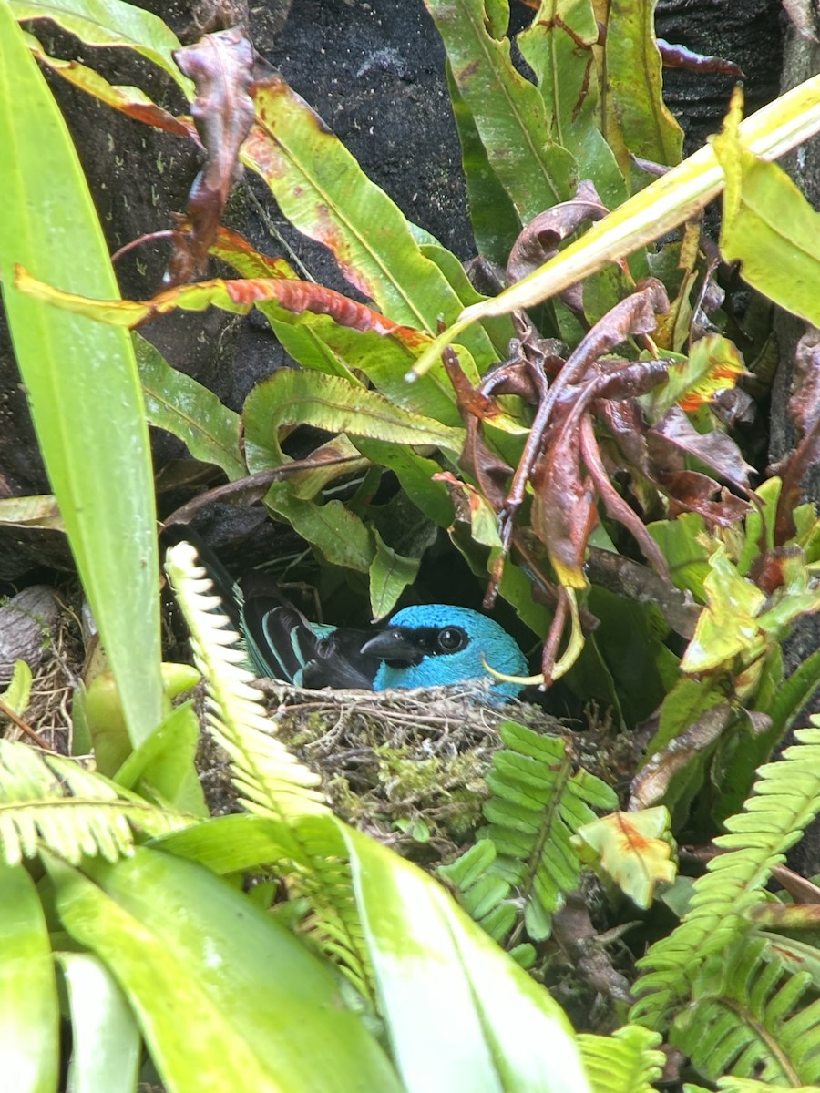 Blue-necked Tanager - ML647172067