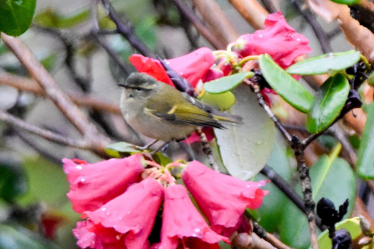 チャバネムシクイ - ML647172077