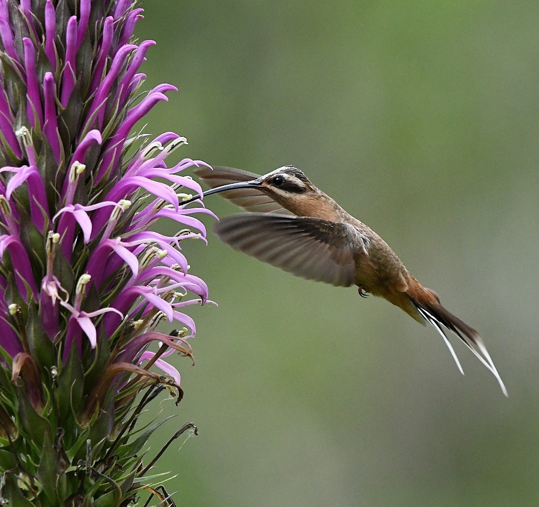 Planalto Hermit - ML647172096