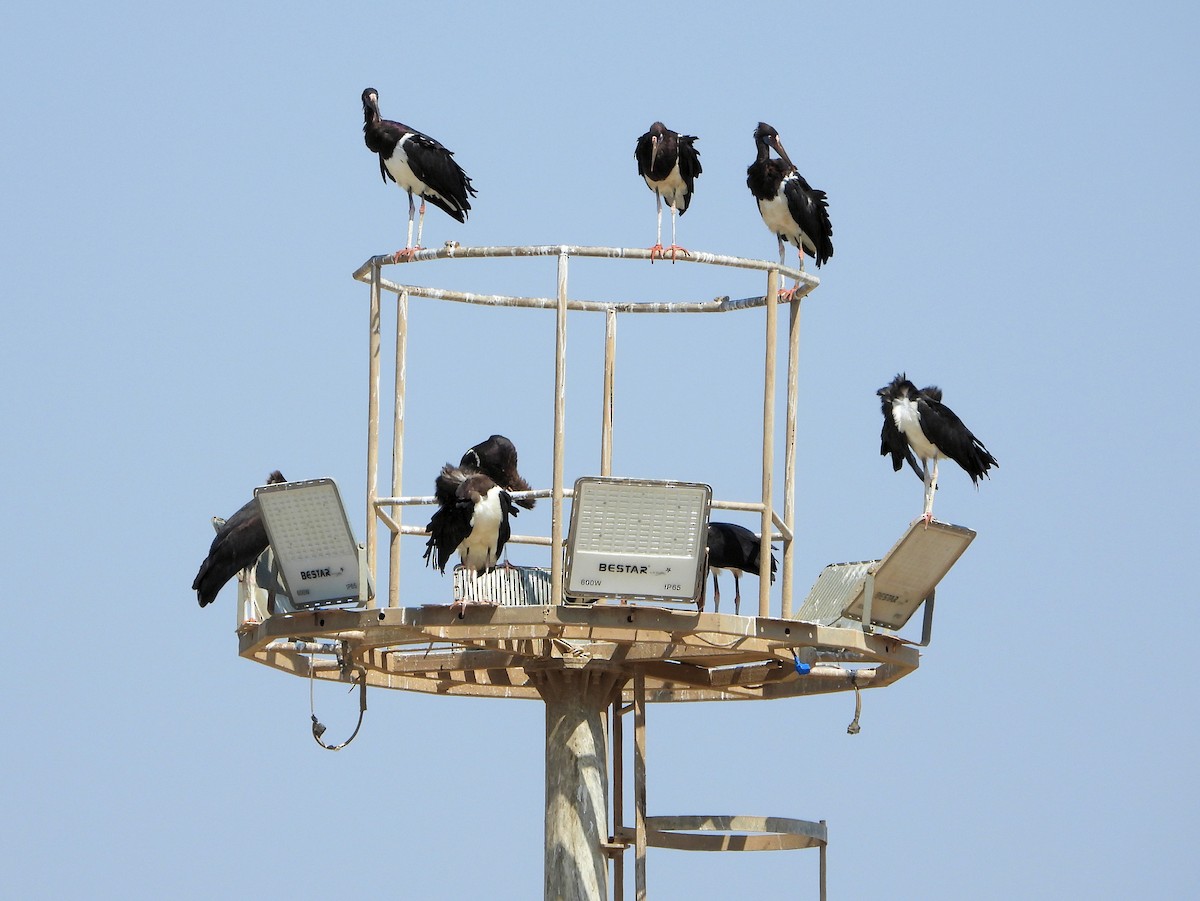 חסידת אבדים - ML647172112