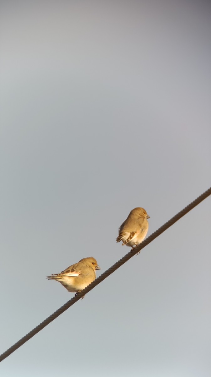 Desert Finch - ML647172114