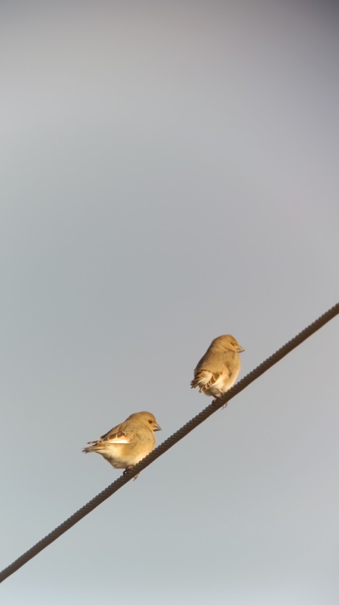 Desert Finch - ML647172115