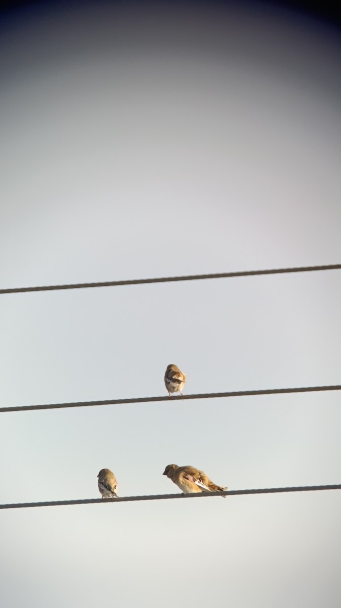 Desert Finch - ML647172116