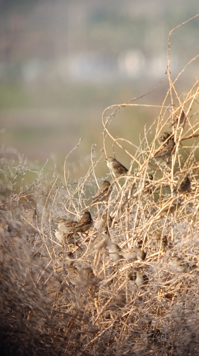 Dead Sea Sparrow - ML647172123
