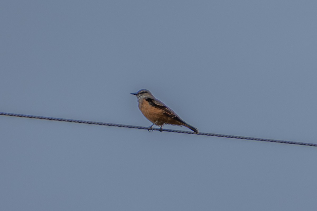 Streak-throated Bush-Tyrant - ML647172124