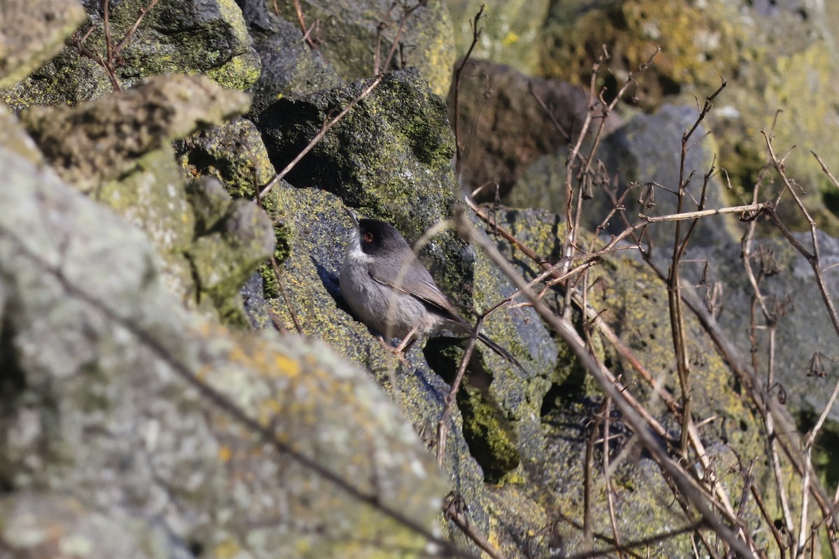 Sardinian Warbler - ML647172128