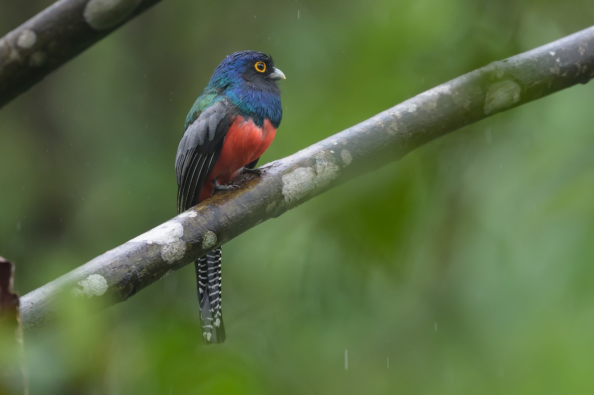 Blue-crowned Trogon - ML647172130