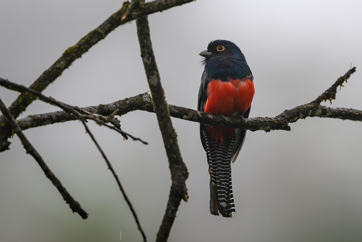 Blue-crowned Trogon - ML647172131