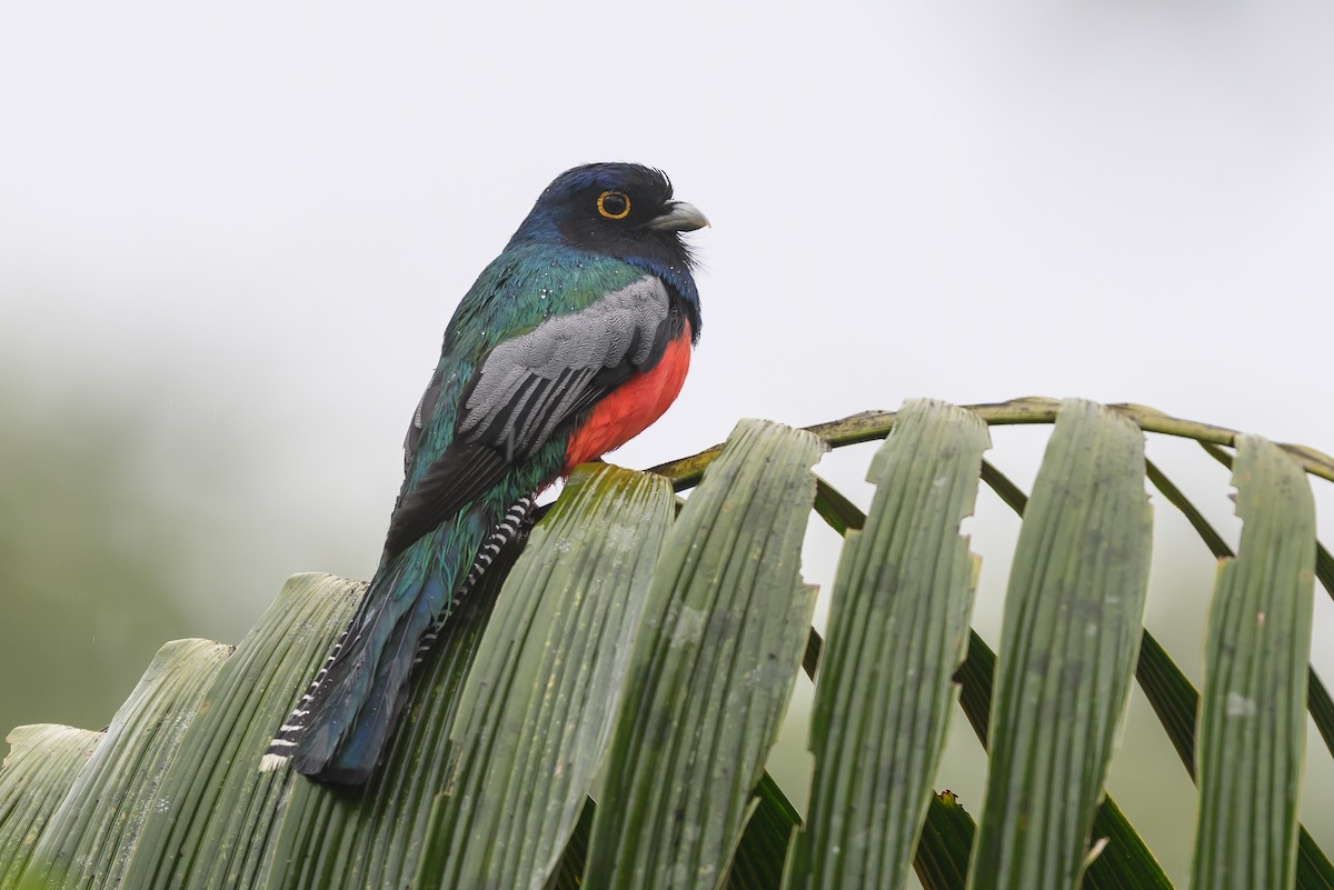 Blue-crowned Trogon - ML647172132