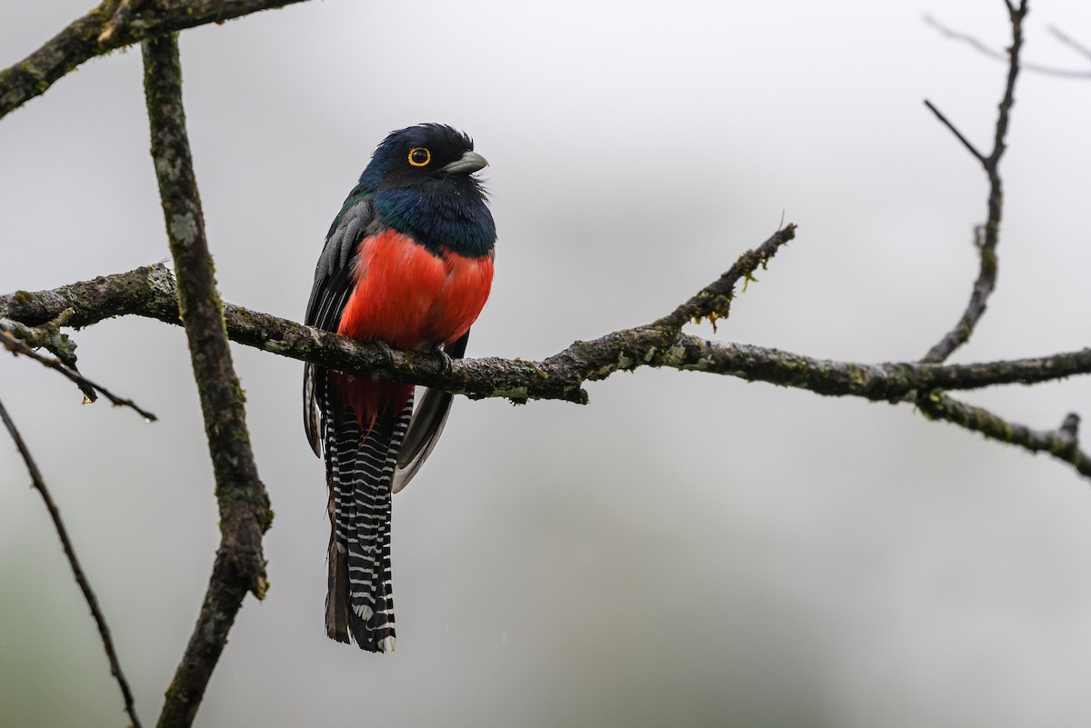 Blue-crowned Trogon - ML647172133