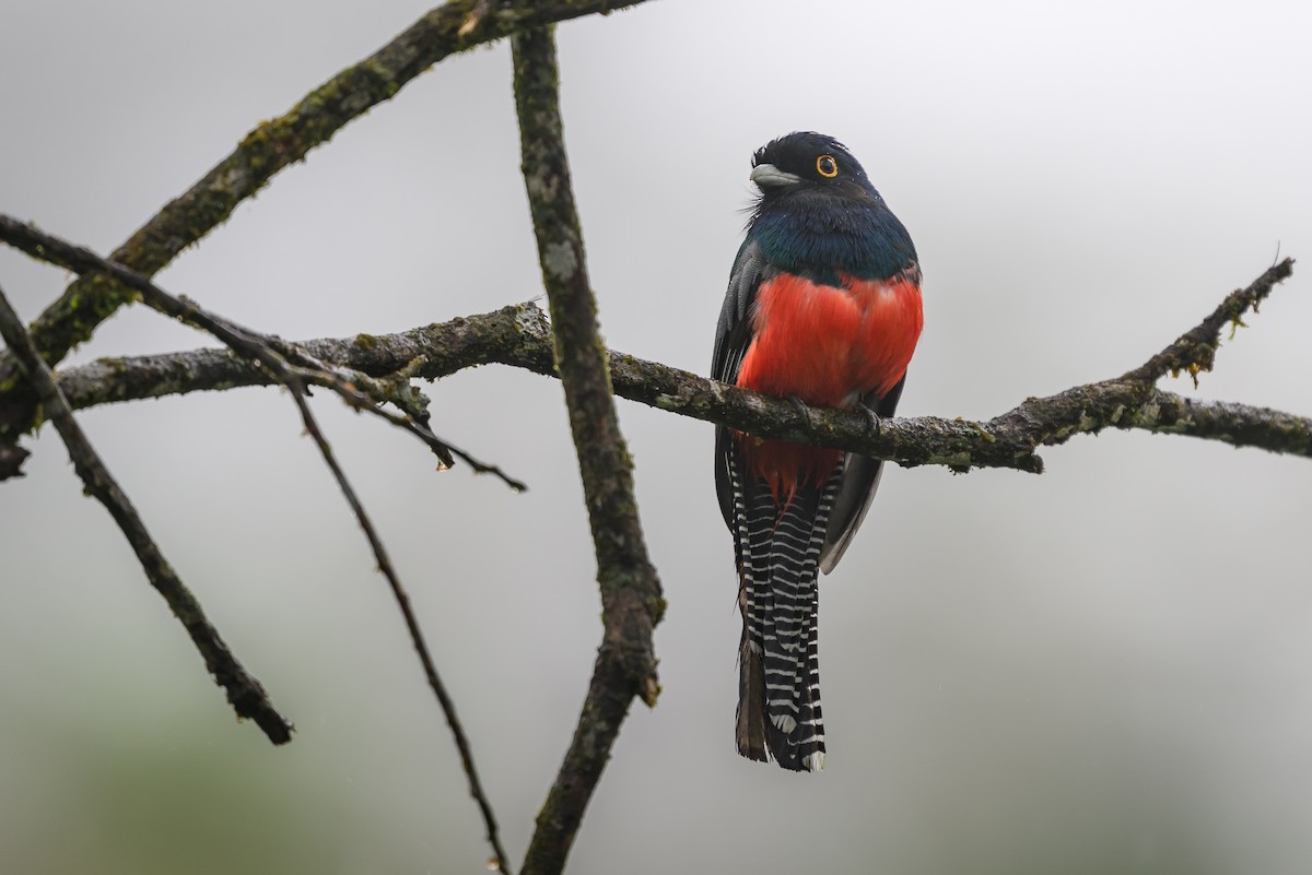 Blue-crowned Trogon - ML647172134