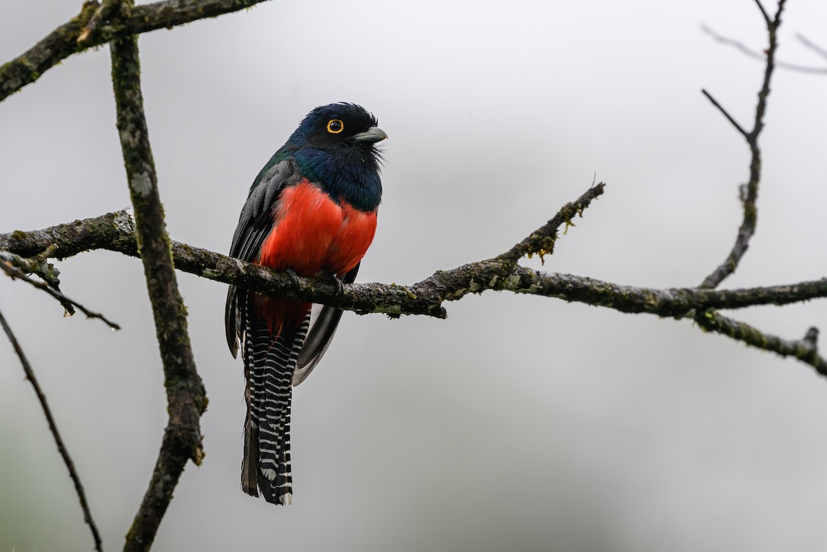 Blue-crowned Trogon - ML647172135