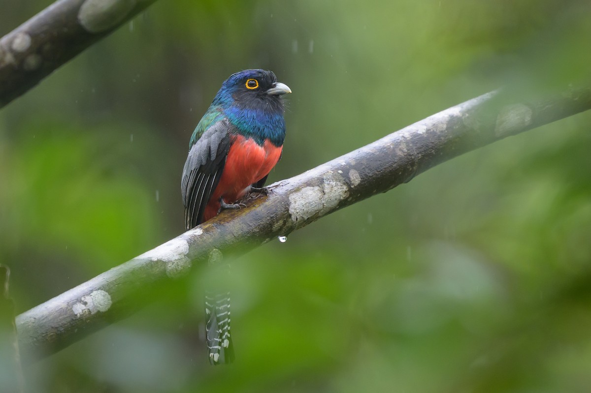 Blue-crowned Trogon - ML647172136