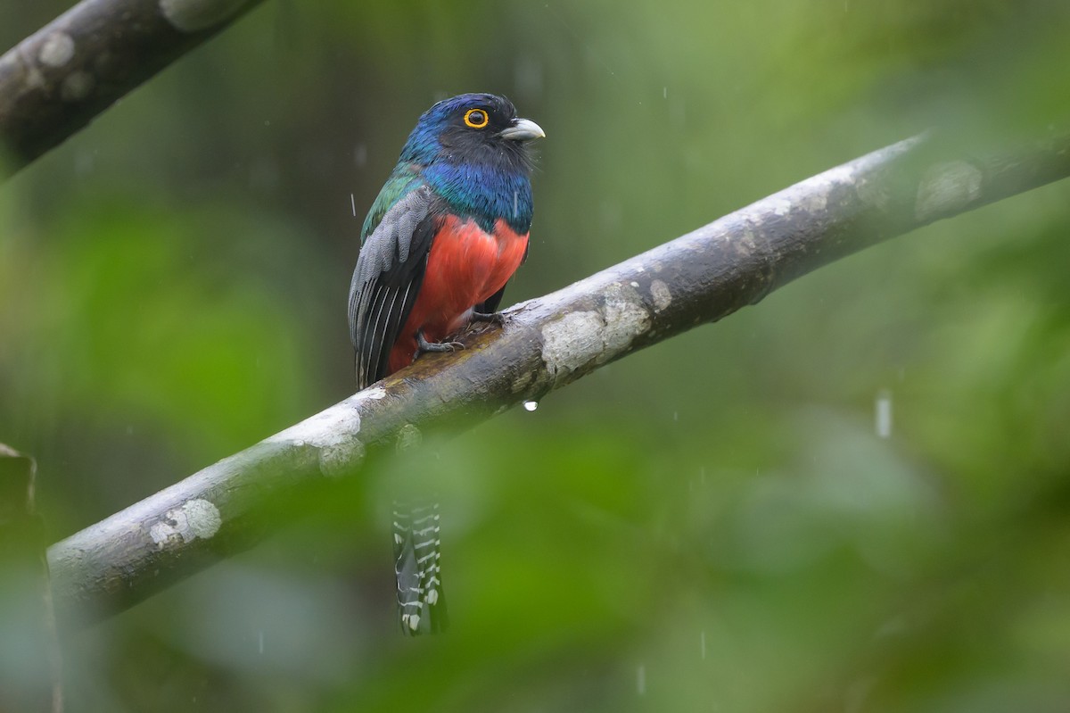 Blue-crowned Trogon - ML647172137