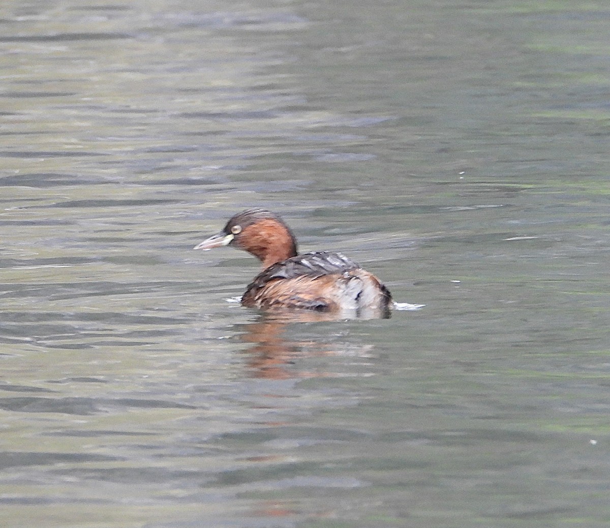 Little Grebe - ML647172138
