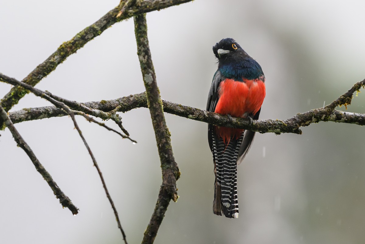 Blue-crowned Trogon - ML647172140