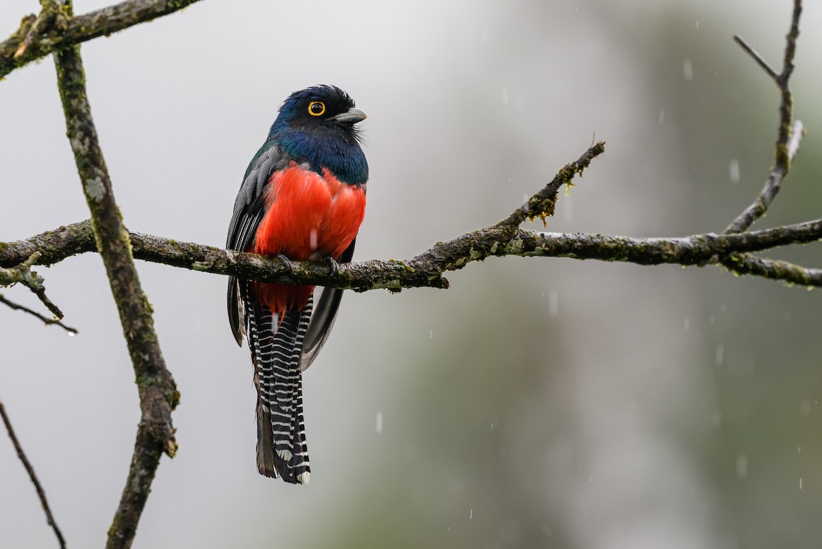 Blue-crowned Trogon - ML647172141