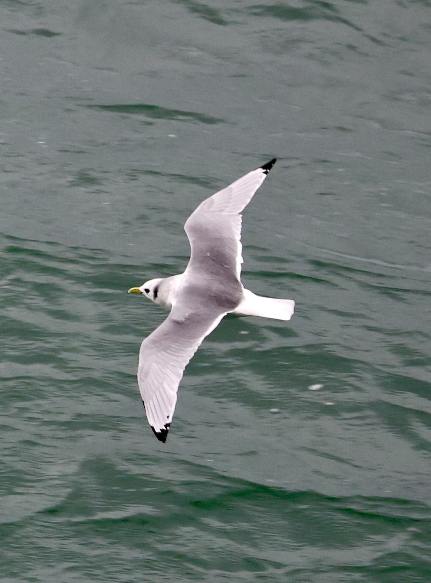 Black-legged Kittiwake - ML647172143