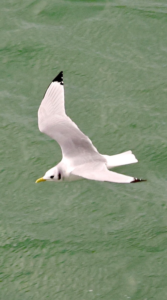 Black-legged Kittiwake - ML647172144
