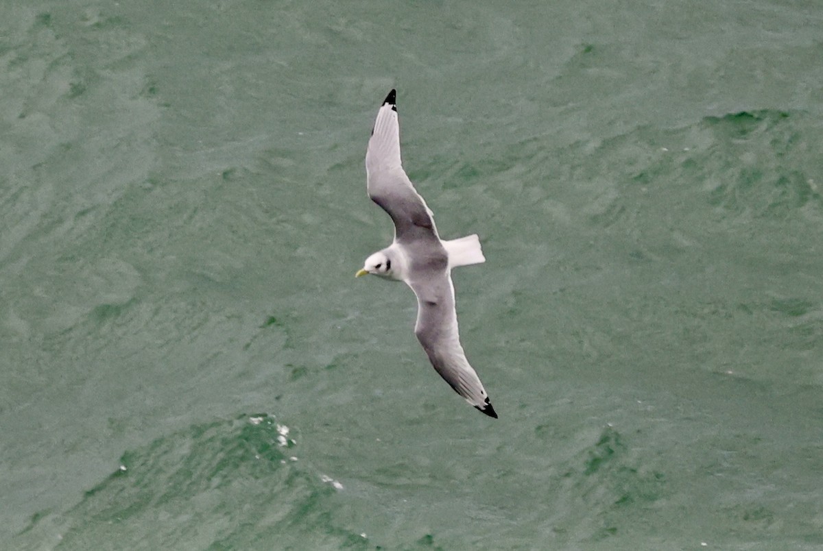 Black-legged Kittiwake - ML647172145