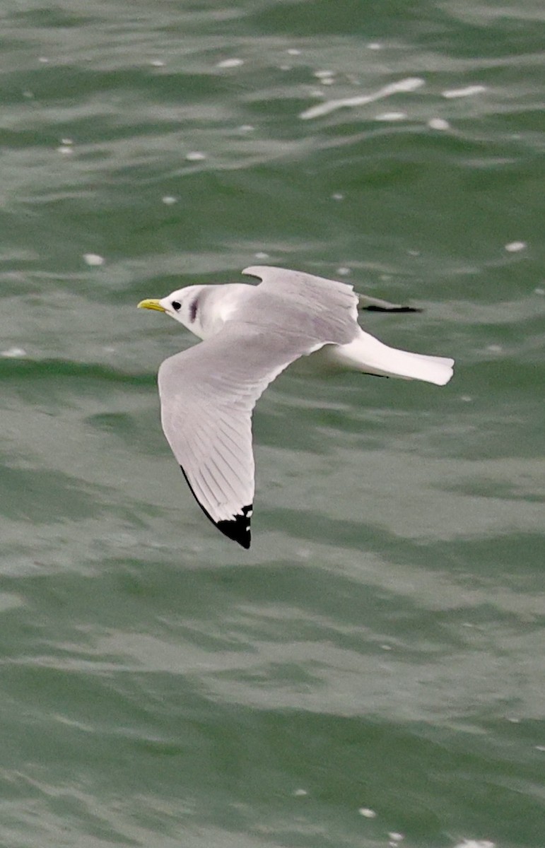 Black-legged Kittiwake - ML647172146