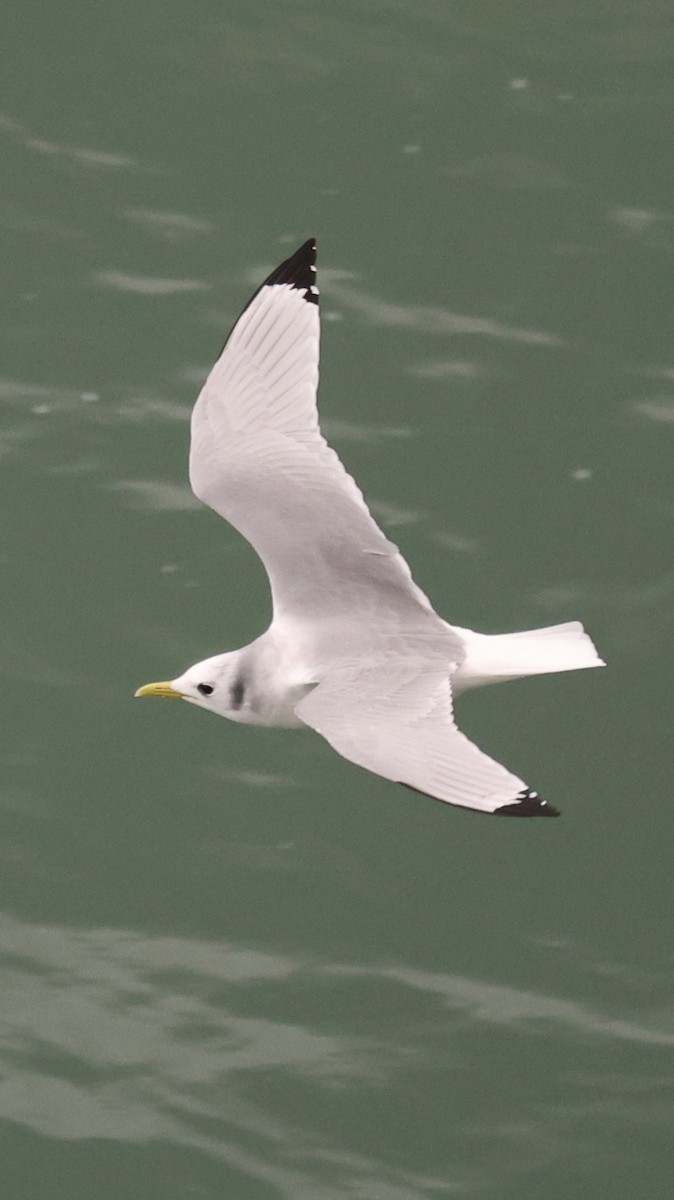Black-legged Kittiwake - ML647172147