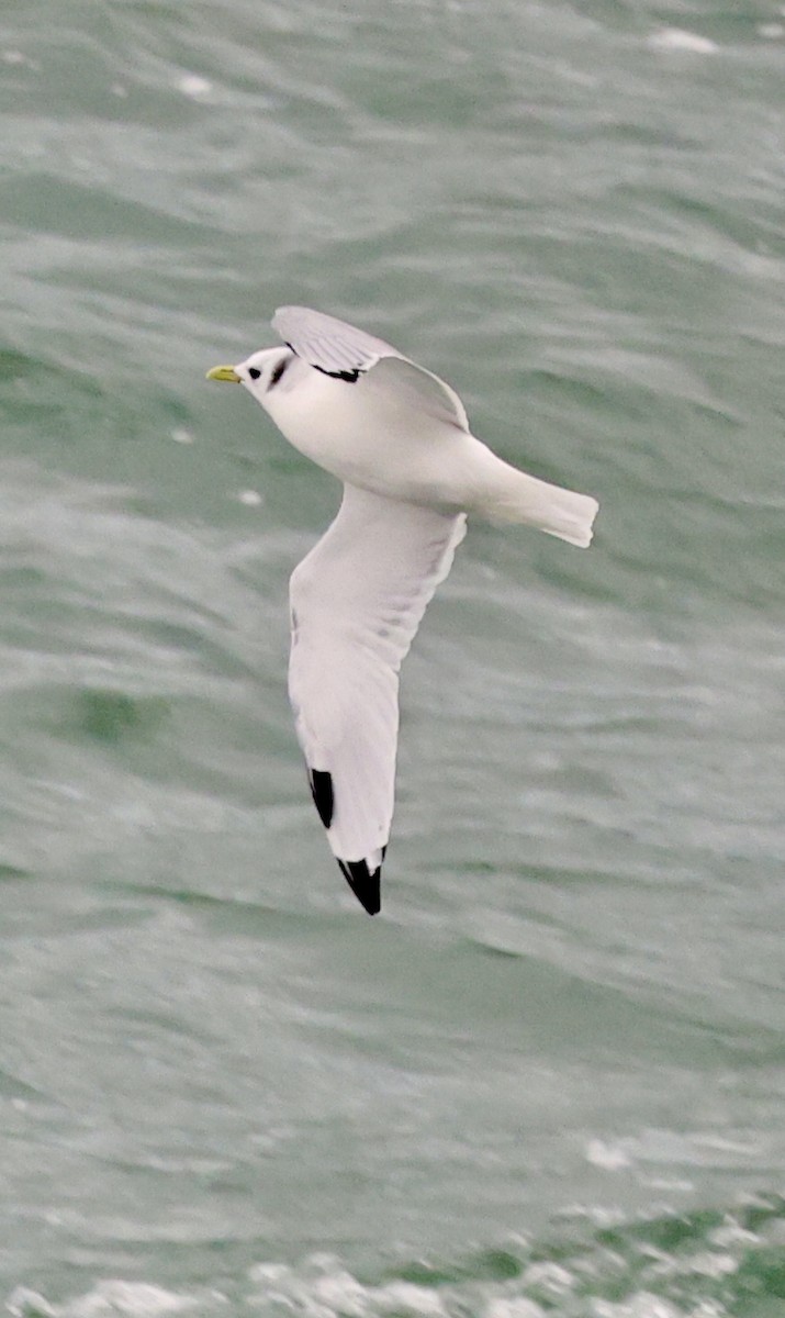 Black-legged Kittiwake - ML647172148