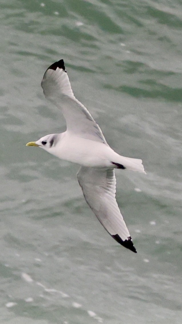 Black-legged Kittiwake - ML647172149